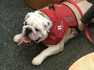 Dog wearing Rutgers vest