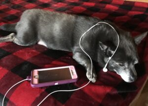 Dog with phone