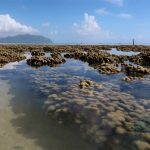 corals near shore