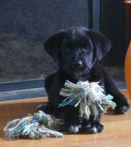 Black puppy holding toy