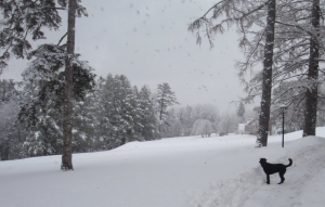 Black dog on a snowy path