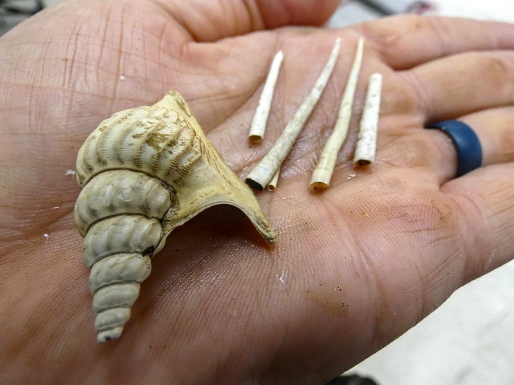 Mollusk Fossils