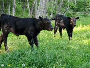 Cattle health