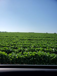 Soybean crop