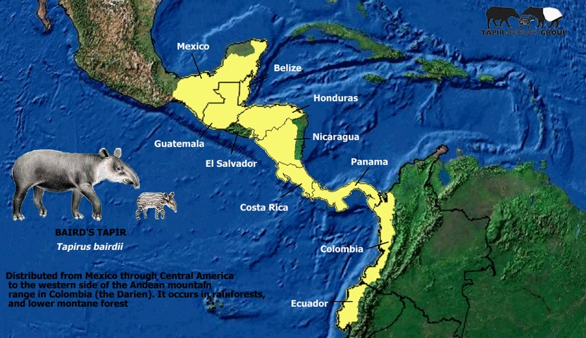 Map of where Central America, highlighting the countries Baird tapirs live. To the left of the map are an adult and young tapir, illustrating the unique characteristics of these animals.