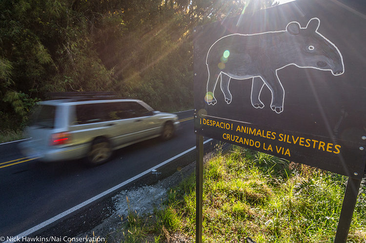 A road sign that warns tapirs may be crossing.