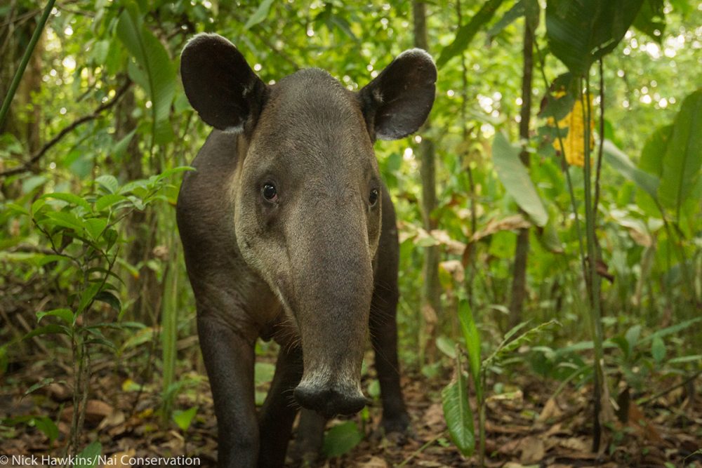 Close up of a Baird tapir facing forward and surrounded by plants.