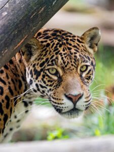 Portrait frame of jaguar looking at toward the camera.