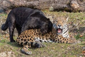 Black jaguar (panther) rubbing its head against a second laying yellow/black jaguar.