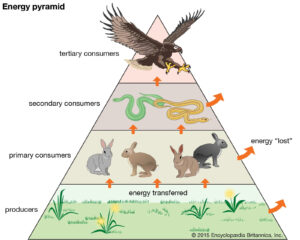 Food pyramid diagram with bird of prey on top, then snakes, then rabbits, and then grasses on the bottom.