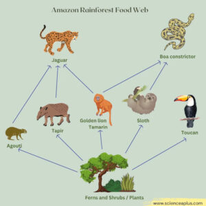 Amazon Rainforest food web diagram with a jaguar as one of the top predators at the top.