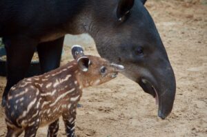 Baby tapir with medium brown fur and light stripes and spots touching its nose to an adult tapir with dark brown fur and no stripes.