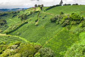 The pictures shows sprawling hills of green plants and coffee trees that stretch as far as we can see, under a cloudy sky.
