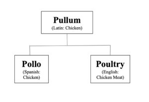 A diagram showing the etymology of the word poultry. At the top is Pullum, the Latin word for chicken. The diagram branches into two paths. The one of the left says Pollo (Poyo), the Spanish word for chicken. The one on the right says Poultry, the English word.