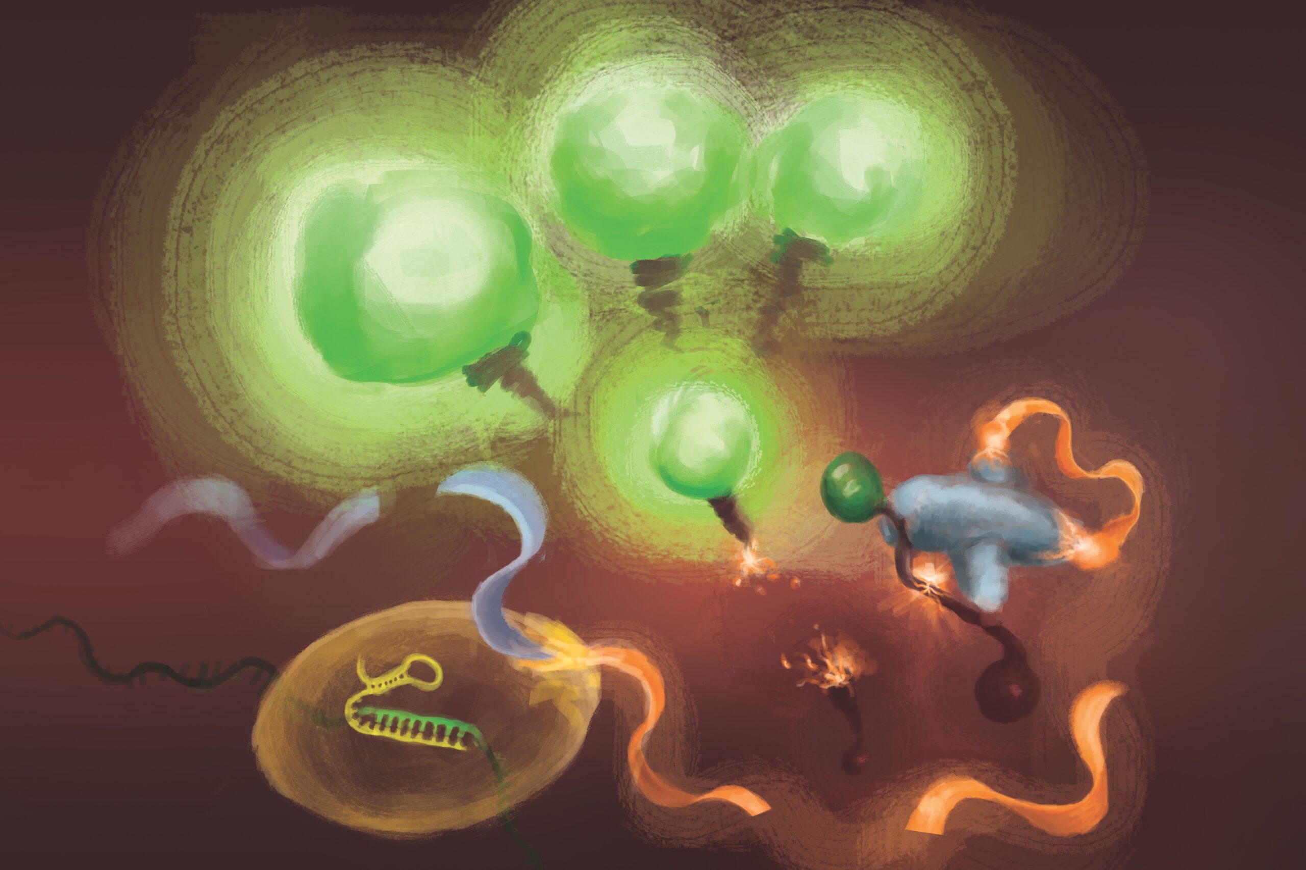 Artist's depiction of tandem CRISPR nucleases detecting RNA and generating a fluorescent signal in the FIND-IT assay
