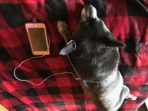 Dog with iPhone