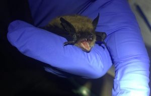 A little brown bat after being taken out of a mist net at Hutchenson Memorial Forest in Somerset, NJ.