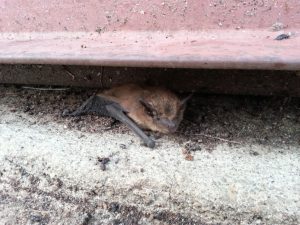 Big brown bat
