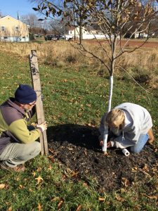 Tree planting at wetland restoration site in Woodbridge, NJ