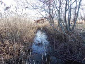 Forested wetland in Woodbridge, NJ