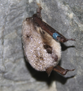 A hibernating little brown bat in Hibernia Mine