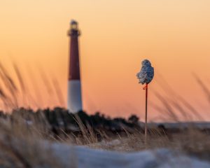 A snowy owl perched on a restoration site survey stake, photo credit: Matt Reitinger — at Barnegat Lighthouse State Park.