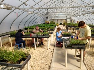 Phytoplasma greenhouse