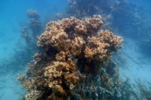 coral image