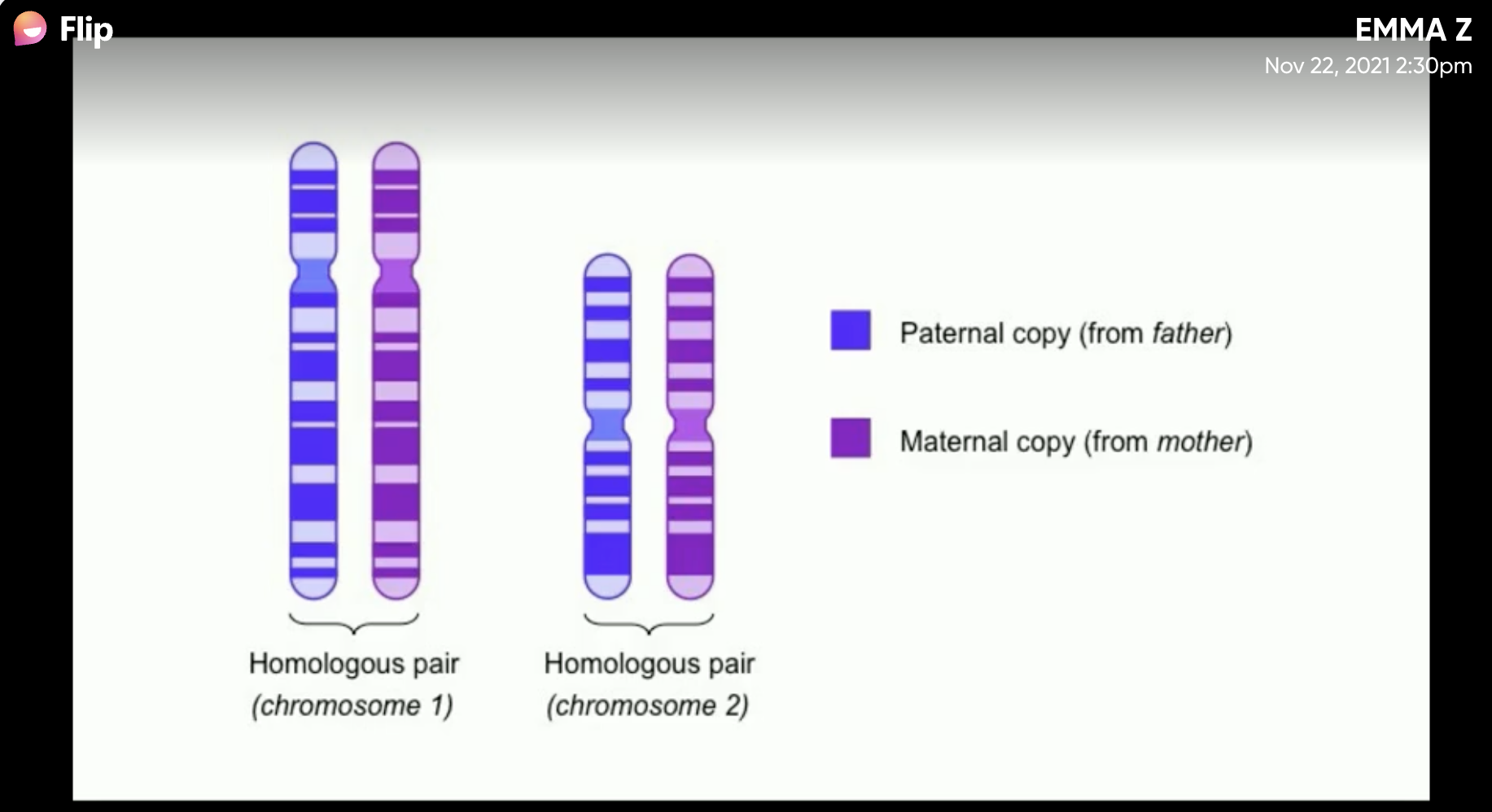 Местоположение гена в хромосоме