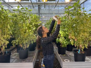 Woman working with basil plants in greenhouse