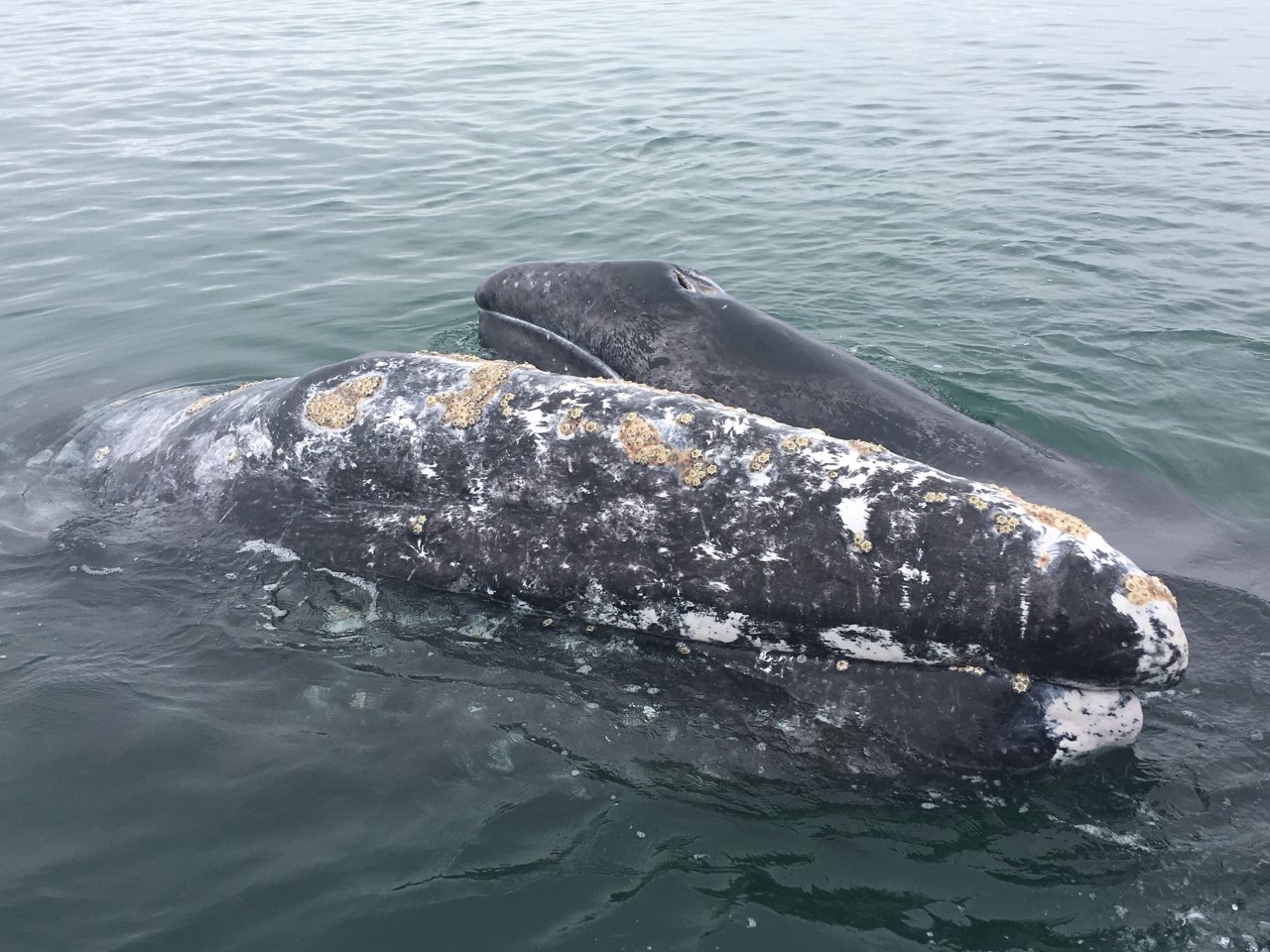 Grey whale mom and baby