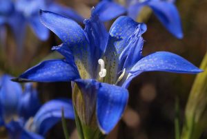 Pine Baren Gentian
