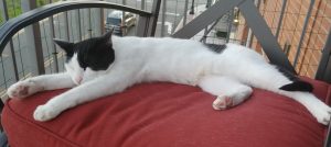Black and white cat laying on a cushion outside
