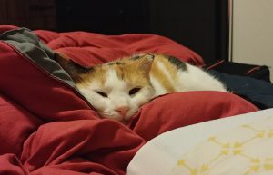 Calico cat laying on bed covers