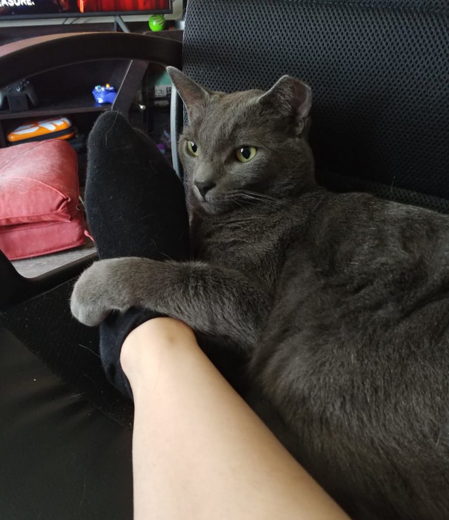 Gray cat hugging a foot