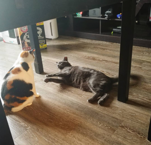 Tim keeping Kiwi away