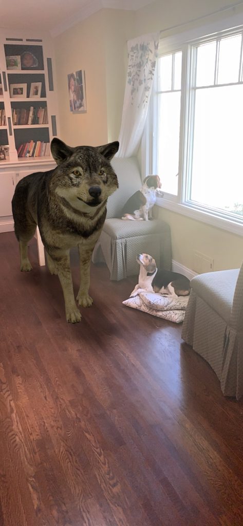 3D wolf next to dogs