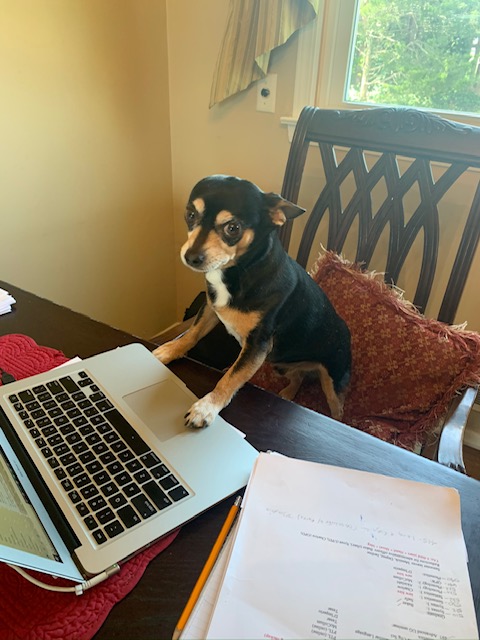 Bruno using a laptop