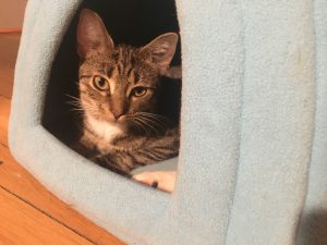 Hannah in blue pumpkin