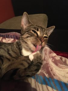 Hannah licking her paw