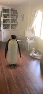 Penguin next to dogs