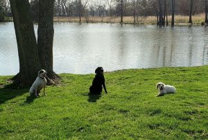 Three dogs in front of a lake