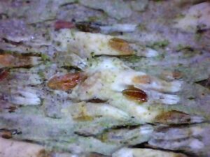 Japanese Maple Scale body