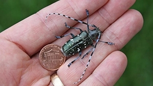 ALB Size reference via USDA APHIS