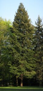 Douglas Fir tree by Crusier CC BY 3.0 via NCSU