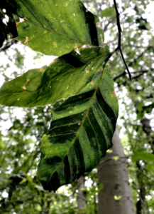 Banding on leaves from beech leaf disease. Photo via Jean Epiphan.
