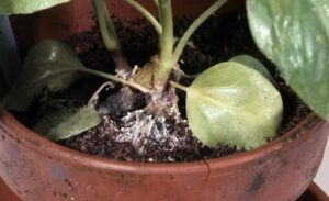 Southern blight on octopus tree. Photo via Florida Division of Plant Industry, Florida Department of Agriculture and Consumer Services, Bugwood.org.