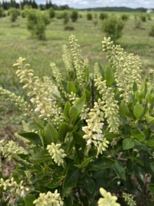 Flowers of cultivar 16 candles