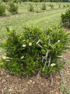 Toms compact cultivar of sweet pepperbush in the field