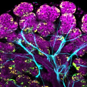 Immunofluorescence image of salivary gland tissue